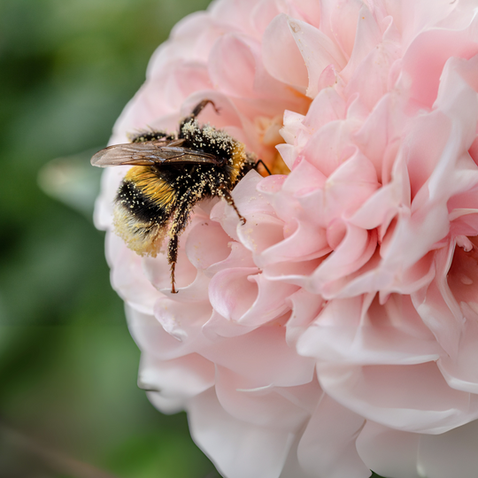 From the Hive: Summer